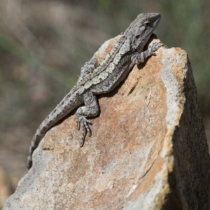 Amphibolurus muricatus at Illilanga & Baroona - 21 Oct 2012 02:15 PM