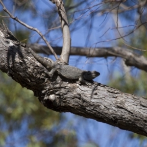 Pogona barbata at Illilanga & Baroona - suppressed