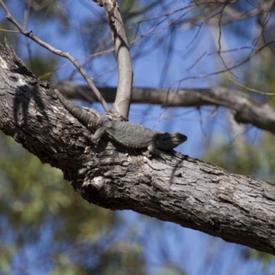 Pogona barbata (Eastern Bearded Dragon) at Michelago, NSW - 30 Dec 2012 by Illilanga