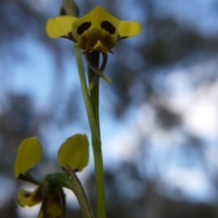 Diuris sulphurea at Canberra Central, ACT - 24 Oct 2017