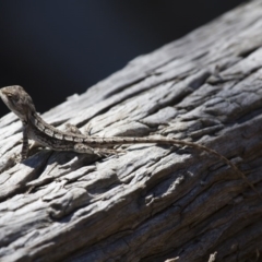 Amphibolurus muricatus (Jacky Lizard) at Michelago, NSW - 3 Oct 2014 by Illilanga