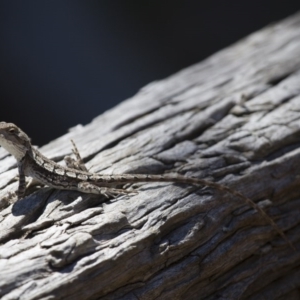 Amphibolurus muricatus at Illilanga & Baroona - 3 Oct 2014 01:54 PM
