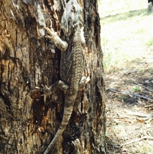 Pogona barbata at Illilanga & Baroona - suppressed