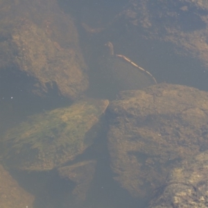 Chelodina longicollis at Illilanga & Baroona - 7 Dec 2014