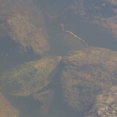 Chelodina longicollis (Eastern Long-necked Turtle) at Michelago, NSW - 7 Dec 2014 by Illilanga