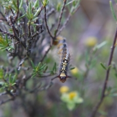 Acyphas semiochrea (Omnivorous Tussock Moth) at Canberra Central, ACT - 24 Oct 2017 by ClubFED