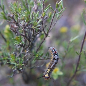 Acyphas semiochrea at Canberra Central, ACT - 24 Oct 2017