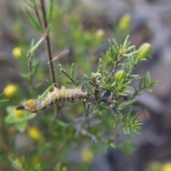 Acyphas semiochrea at Canberra Central, ACT - 24 Oct 2017