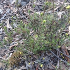 Acyphas semiochrea at Canberra Central, ACT - 24 Oct 2017