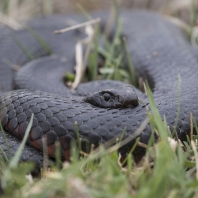 Pseudechis porphyriacus (Red-bellied Black Snake) at Michelago, NSW - 8 Oct 2017 by Illilanga