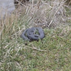 Pseudechis porphyriacus at Illilanga & Baroona - 8 Oct 2017 11:53 AM