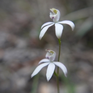 Caladenia moschata at Canberra Central, ACT - suppressed