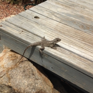 Amphibolurus muricatus at Illilanga & Baroona - 25 Dec 2014