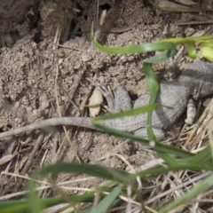 Amphibolurus muricatus at Illilanga & Baroona - 8 Feb 2015