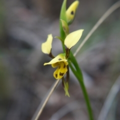 Diuris sulphurea (Tiger Orchid) at Canberra Central, ACT - 24 Oct 2017 by ClubFED
