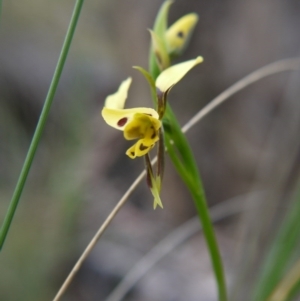 Diuris sulphurea at Canberra Central, ACT - suppressed