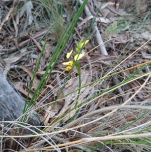 Diuris sulphurea at Canberra Central, ACT - 24 Oct 2017