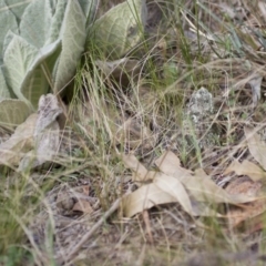 Pogona barbata at Illilanga & Baroona - suppressed