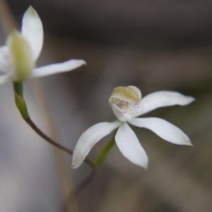 Caladenia moschata at Canberra Central, ACT - suppressed