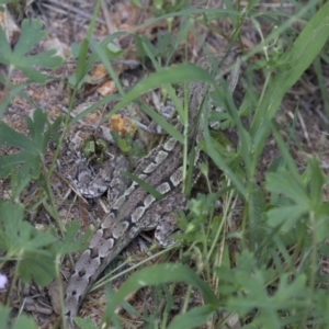 Amphibolurus muricatus at Illilanga & Baroona - 13 Feb 2015