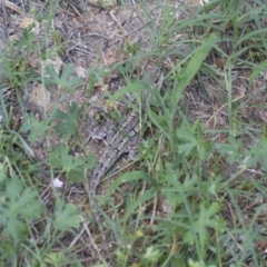 Amphibolurus muricatus at Illilanga & Baroona - 13 Feb 2015