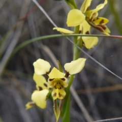 Diuris sulphurea at Canberra Central, ACT - suppressed