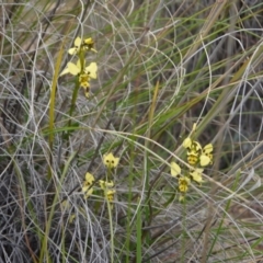 Diuris sulphurea at Canberra Central, ACT - suppressed