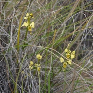 Diuris sulphurea at Canberra Central, ACT - suppressed