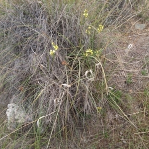 Diuris sulphurea at Canberra Central, ACT - suppressed