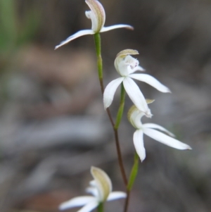 Caladenia moschata at Bruce, ACT - 24 Oct 2017