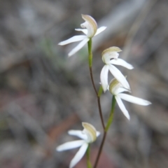 Caladenia moschata at Bruce, ACT - 24 Oct 2017