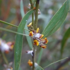 Daviesia mimosoides at Bruce, ACT - 24 Oct 2017 06:16 PM