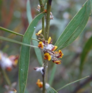 Daviesia mimosoides at Bruce, ACT - 24 Oct 2017 06:16 PM