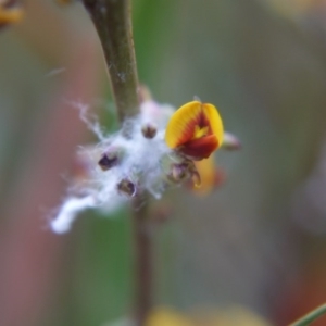 Daviesia mimosoides at Bruce, ACT - 24 Oct 2017 06:16 PM