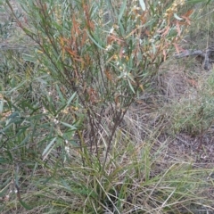 Daviesia mimosoides at Bruce, ACT - 24 Oct 2017 06:16 PM