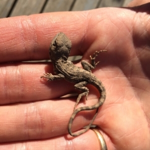 Amphibolurus muricatus at Illilanga & Baroona - 1 Oct 2015