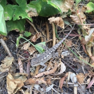 Amphibolurus muricatus at Illilanga & Baroona - 21 Dec 2015