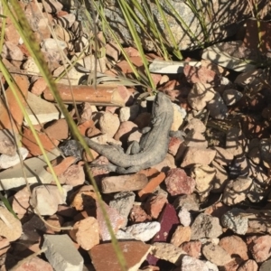 Amphibolurus muricatus at Illilanga & Baroona - 11 Sep 2016