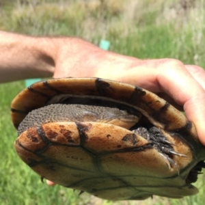 Chelodina longicollis at Illilanga & Baroona - 21 Oct 2016