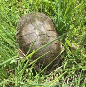 Chelodina longicollis at Illilanga & Baroona - 21 Oct 2016