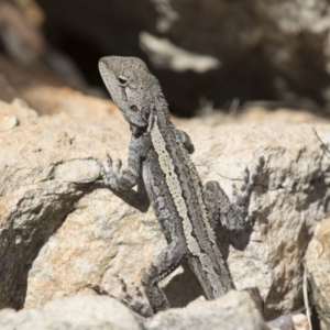 Amphibolurus muricatus at Illilanga & Baroona - 9 Feb 2016