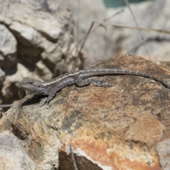 Amphibolurus muricatus at Illilanga & Baroona - 9 Feb 2016 10:30 AM