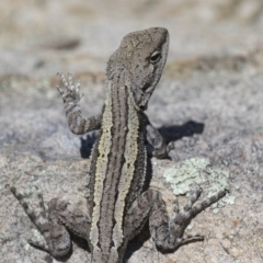 Amphibolurus muricatus at Illilanga & Baroona - 9 Feb 2016