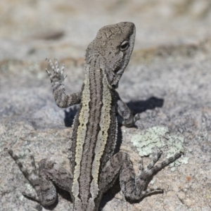 Amphibolurus muricatus at Illilanga & Baroona - 9 Feb 2016