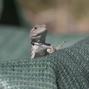 Amphibolurus muricatus at Illilanga & Baroona - 9 Feb 2016