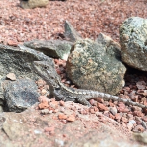 Amphibolurus muricatus at Illilanga & Baroona - 29 Oct 2016 02:35 PM