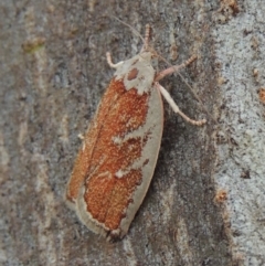 Euchaetis rhizobola (A Concealer moth (Wingia group)) at Conder, ACT - 17 Oct 2015 by MichaelBedingfield