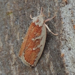 Euchaetis rhizobola (A Concealer moth) at Conder, ACT - 17 Oct 2015 by MichaelBedingfield