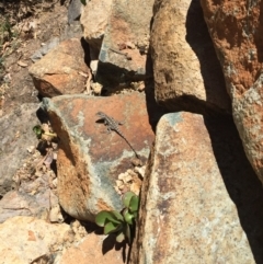 Amphibolurus muricatus at Illilanga & Baroona - 10 Dec 2016 12:57 PM