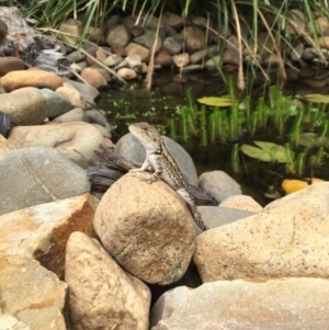 Amphibolurus muricatus at Illilanga & Baroona - 13 Jan 2017